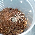 B. smithi