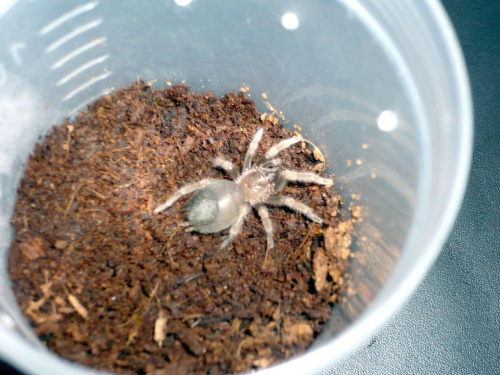 B. smithi