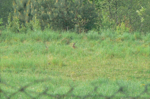 Na zielonej łące, pasły się zające.