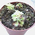 Tłustosz i Drosera jakstam?
