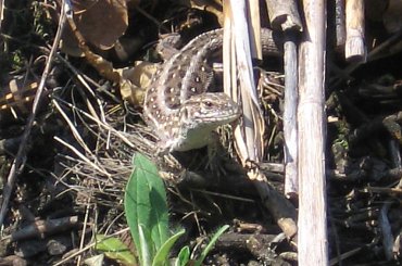 Jaszczurka zwinka chce mnie zjeść #jaszczurka #zwinka #gady #płazy #owady #ptaki #rośliny