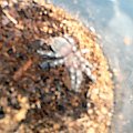 A. geniculata