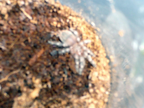 A. geniculata