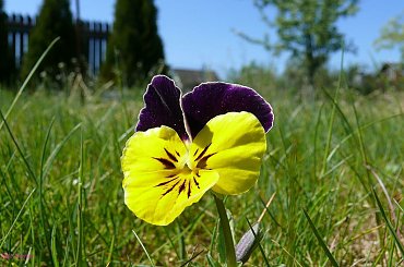 Działkowe bratki #DziałkoweBratki #Remes #Mazury #Bratki