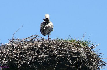 Energetyczny bocian #EnergetycznyBocian #Bocian #Mazury #Remes #Pisz