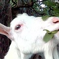 Blanka #kozy #zwierzęta