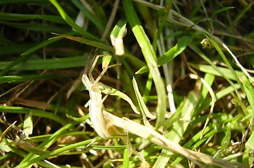 #natura #zwierze #pająk #pajęczak