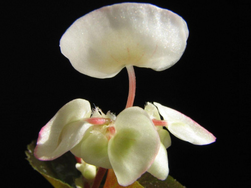 Begonia x semperflorens cultorum, Begonia wiecznie kwitnąca #kwiaty #rośliny
