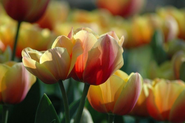 tulipan z Kaukenhof