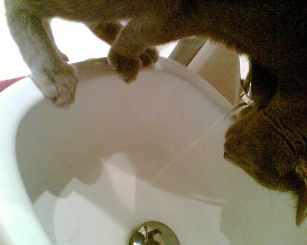 Kotek STARA się pić wode