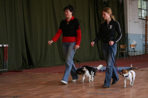 Akceptacja innego psa - suka GiGI - zdaje egzamin i pies Fenix w roli pozoranta