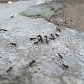Móroooooowy:P #mrówki