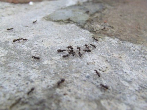 Móroooooowy:P #mrówki