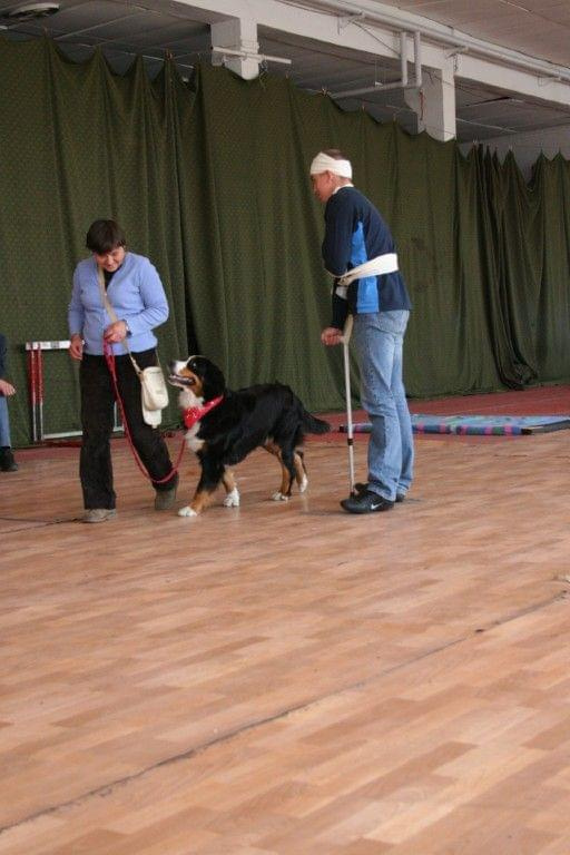 Akceptowanie zapachu i sprzętu medycznego - suka TOY-CHONE (Berneński Pies Pasterski)