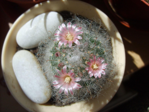 mammilaria