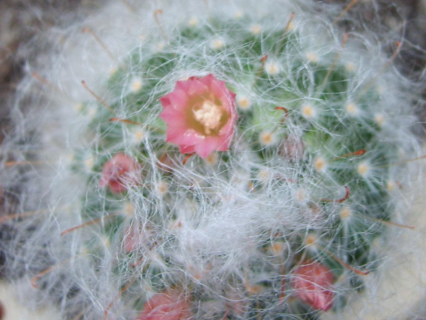 mammilaria