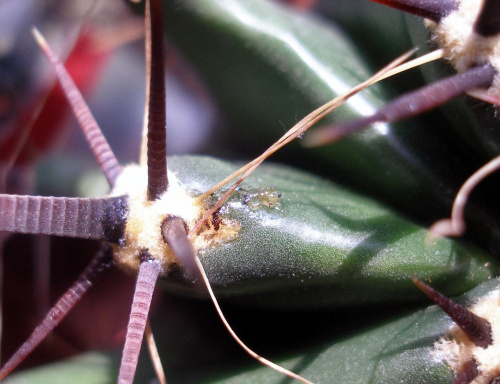 nektar ferokaktusa zwabiającego mrówki #kaktus #cierń #ferrocactus
