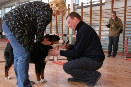 Akceptacja czynności pielęgnacyjnych - suka BAJA (Berneński Pies Pasterski)
