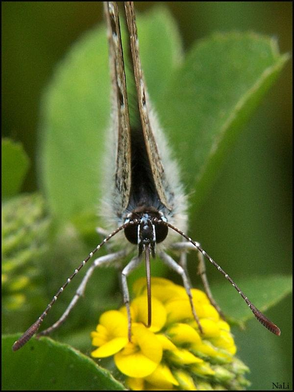 motyl - przygotowany do startu