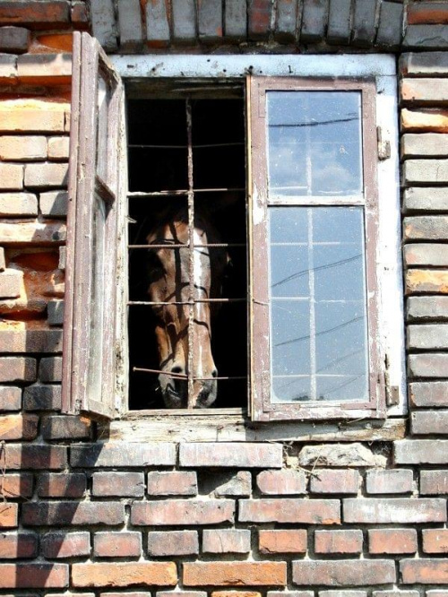 Rohimirowski koń
