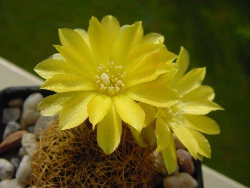 Sulcorebutia candiae