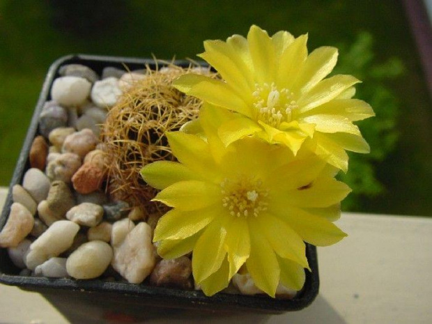 Sulcorebutia candiae