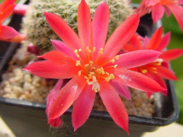 Rebutia minuscula