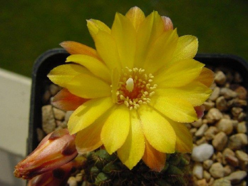 Sulcorebutia