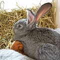 Bożenka kima.... #królik #króliki #zwierzęta #Bożenka