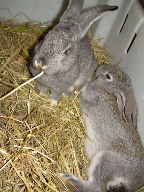 i znów wsuwa Bożenka:)))) #królik #króliki #zwierzęta #Bożenka #Ksysio