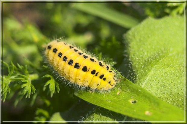 Zygaena