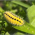 Zygaena