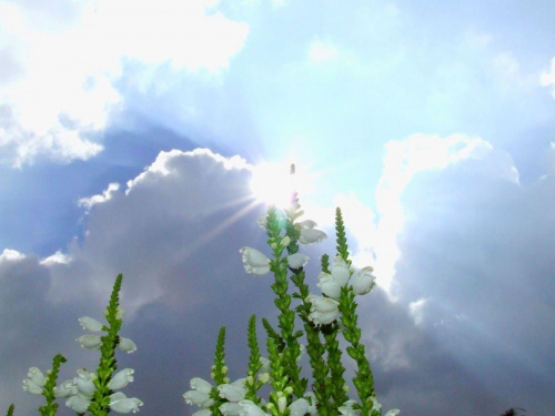 Drapacze chmur #Kwiaty
