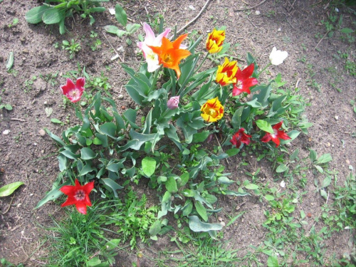 tulipany od Maryni #tulipany #kwiaty #cebulowe