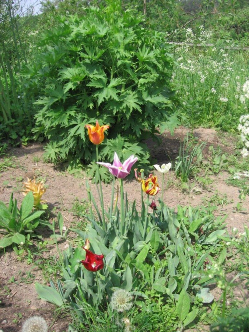 tulipany już się kończą, w tle ostróżka, wkrótce zakwitnie. #tulipany #kwiaty #ostróżka #byliny