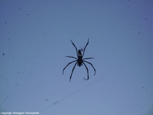 Kenia - pająki #KeniaPająki