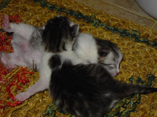 Kociaki, przyszły na świat 22 maja 2007