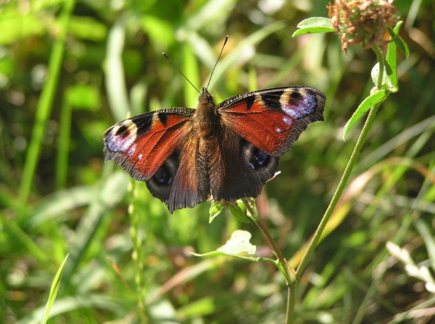 #owady #motyl