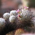 #kwiaty #rośliny #kaktus