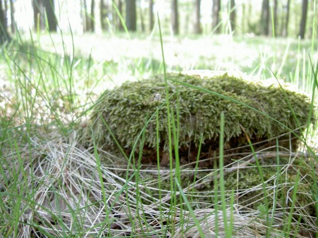 Zarośnięty pień