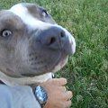 American Pit Bull Terrier