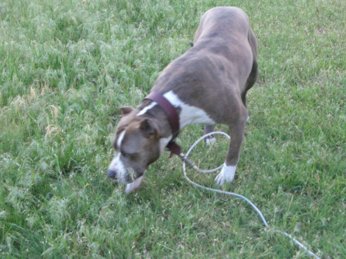 American Pit Bull Terrier