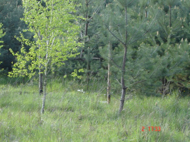 dzialka 2