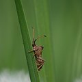 #MAKRO #przyroda #łąka #zieleń #owady