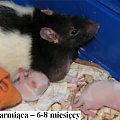Samiczka karmiąca młode. Wiek: 6-8 miesięcy. Maść: czarny kaptur. Dzieci: ilość: 6. Maść: 4 albinosy, 2 czarne kapturki.