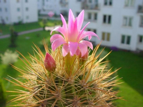 Neoporteria