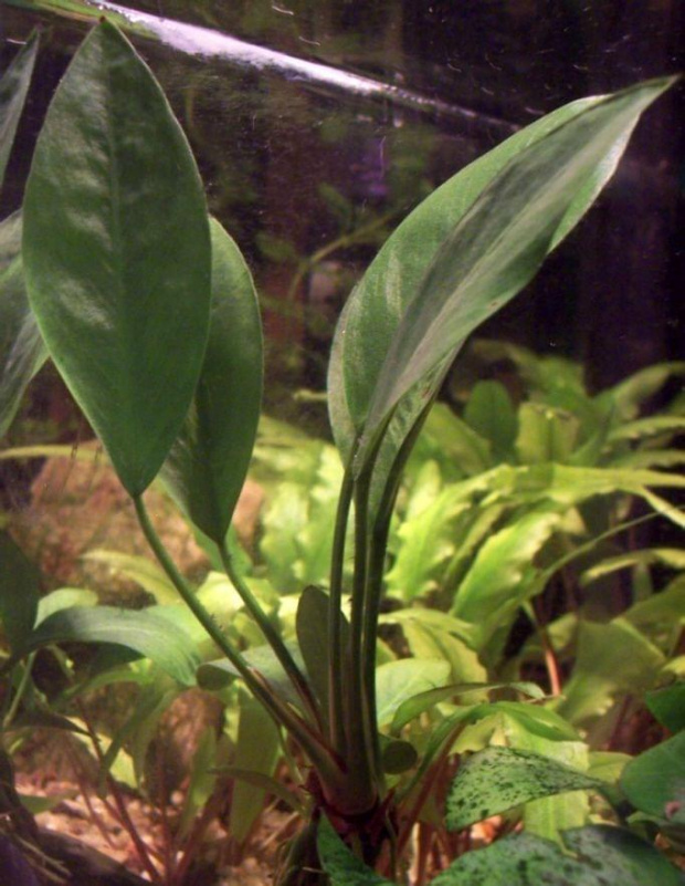 anubias congensis