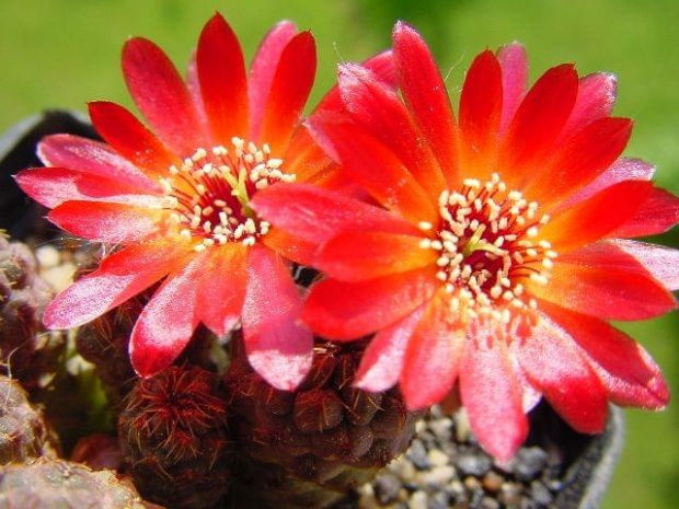 Rebutia pulchra