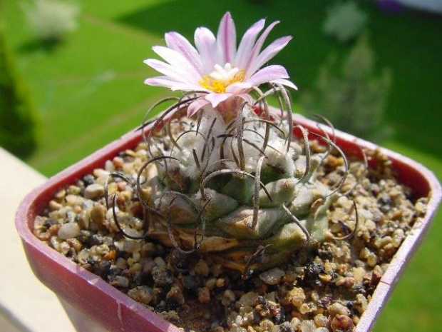 Turbinicarpus