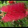 tunisian flowers #kwiaty